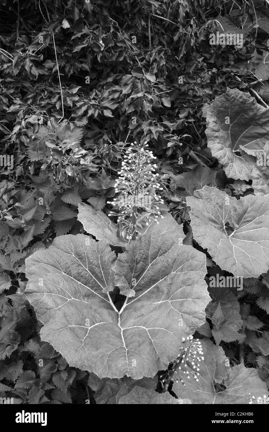 butterbur against background of ivy, near chesterfield canal, Worksop, Notts, Petasites hybridus hedera helix Stock Photo