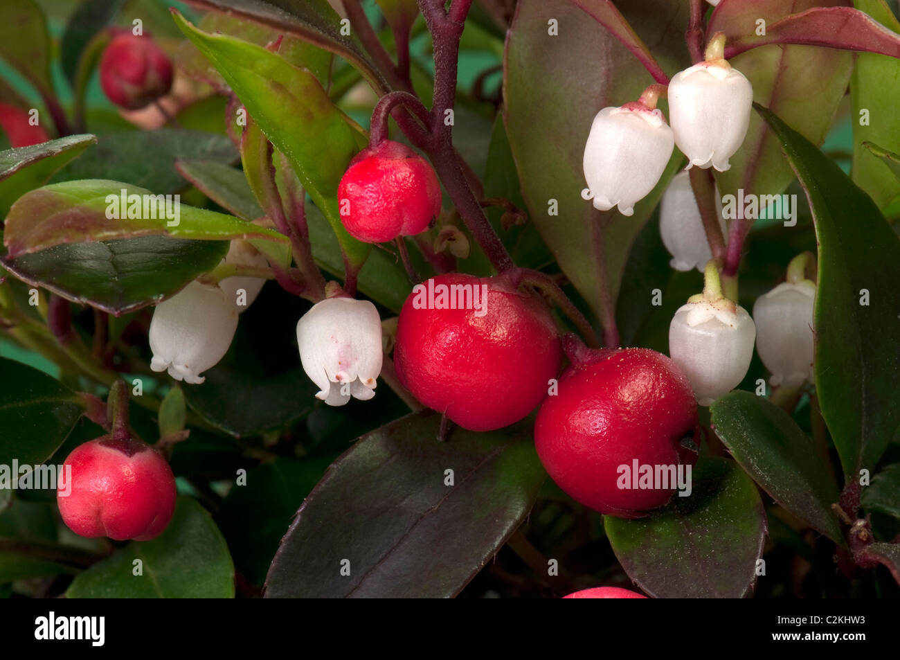Eastern Teaberry, American Wintergreen (Gaultheria procumbens). Plant with fruit and flowers. Stock Photo