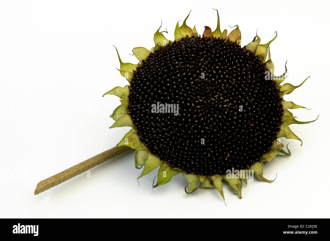 Sunflower (Helianthus annuus). Flower head with unripe seeds. Studio picture against a white background. Stock Photo
