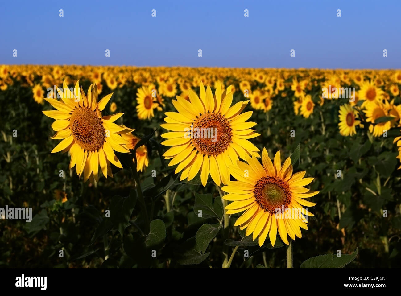Close up flowering sunflowers hi-res stock photography and images - Alamy