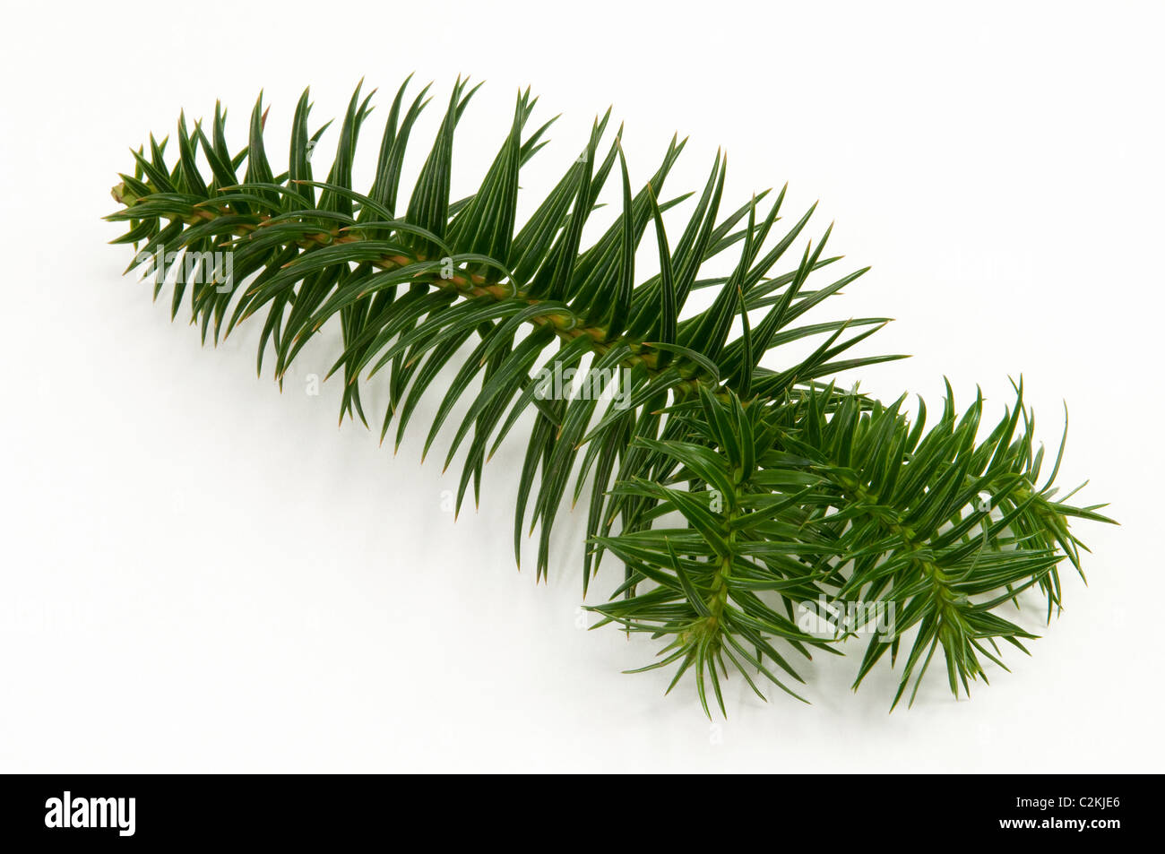 China Fir (Cunninghamia lanceolata), twig. Studio picture against a white background. Stock Photo