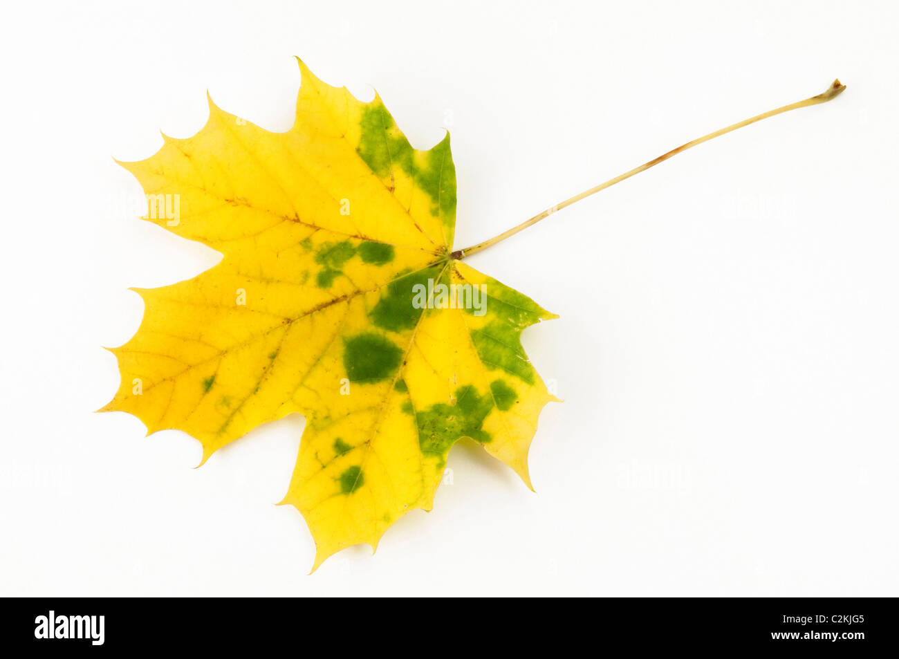 Norway Maple (Acer platanoides), autumn leaf. Studio picture against a white background. Stock Photo