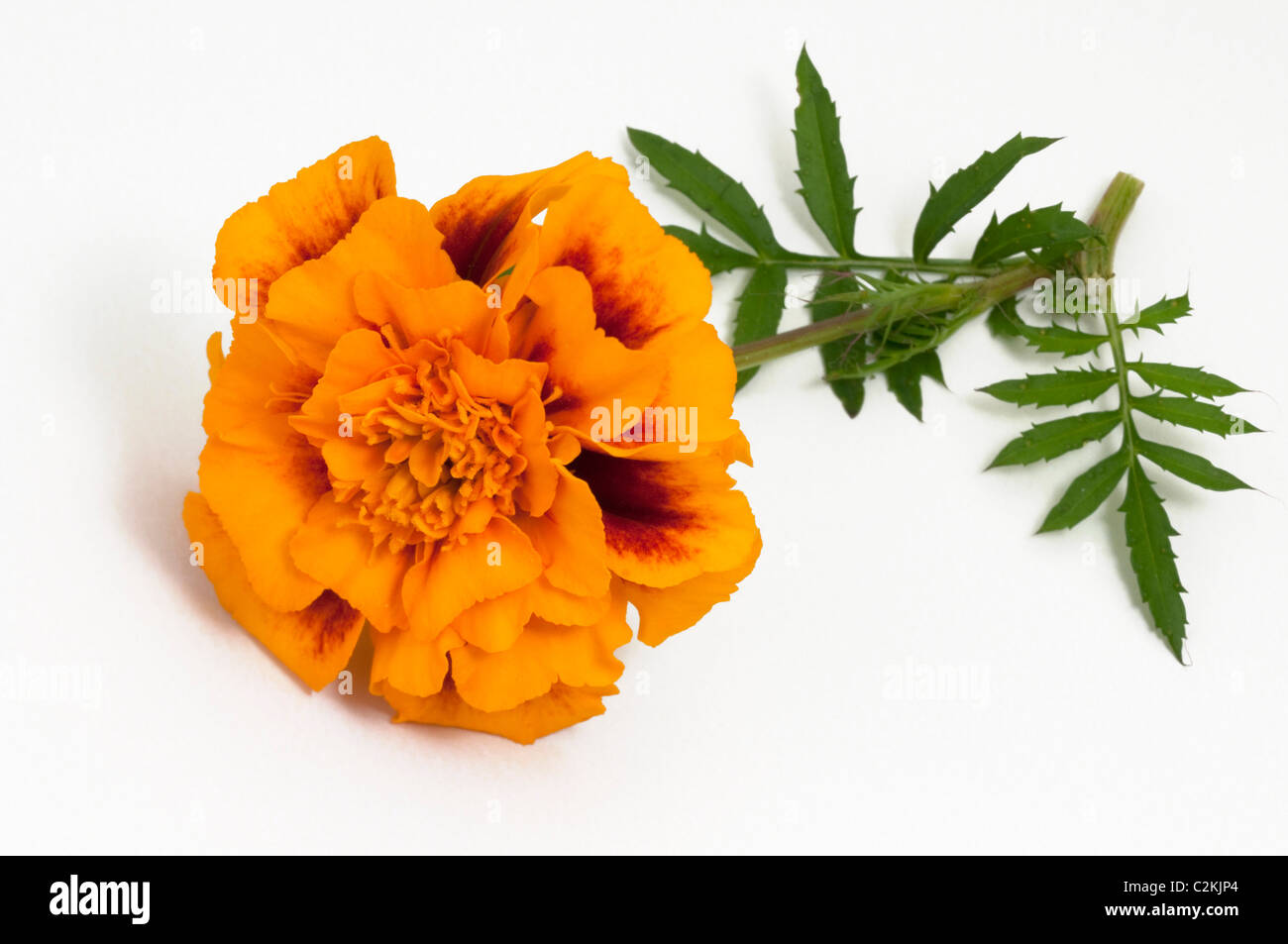 Tagetes (Tagetes sp.), flowering stem. Studio picture against a white background. Stock Photo