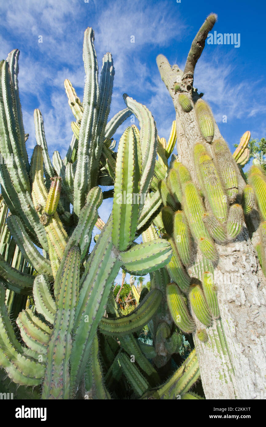 Cactus in the Jardin Canario botanic garden on Gran Canaria Stock Photo