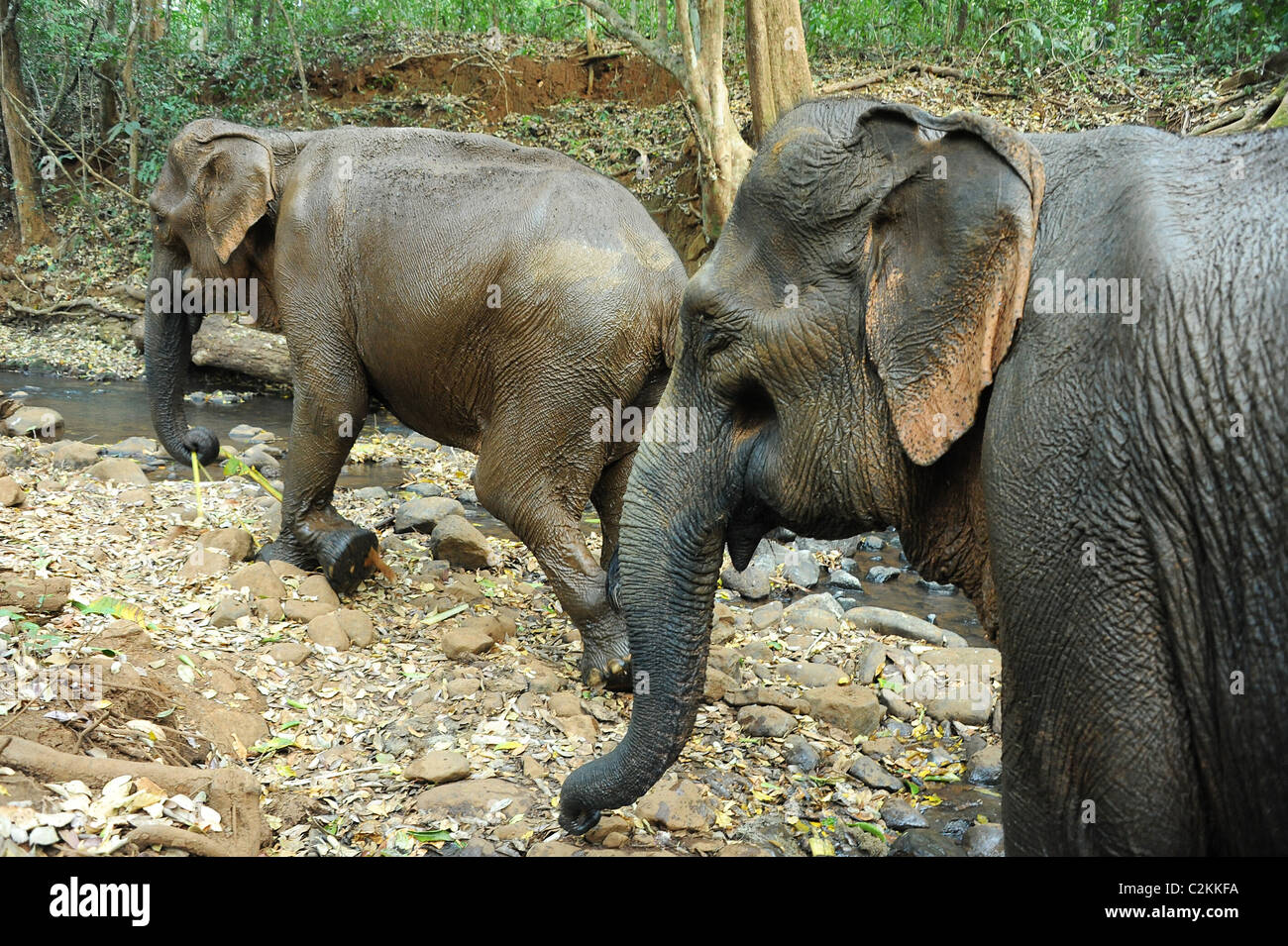 Elephants enjoying the freedom and natural habitat of Elephant Valley, Sen Monorom, Mondulkiri