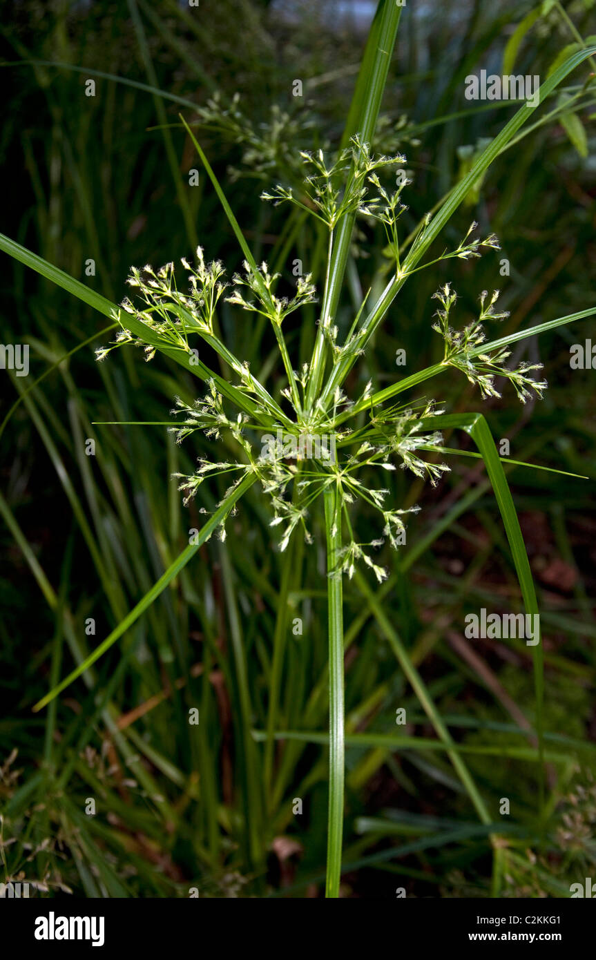 Mat Sedge, Umbrella Sedge (Cyperus textilis), flowering. Stock Photo