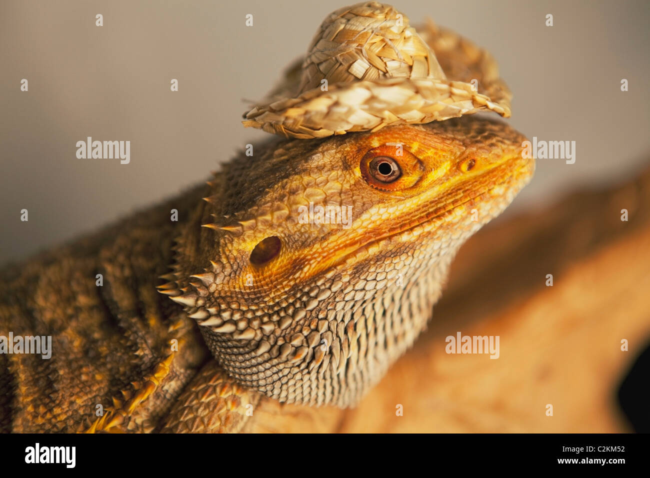 Lizard Wearing A Cowboy Hat Stock Photo