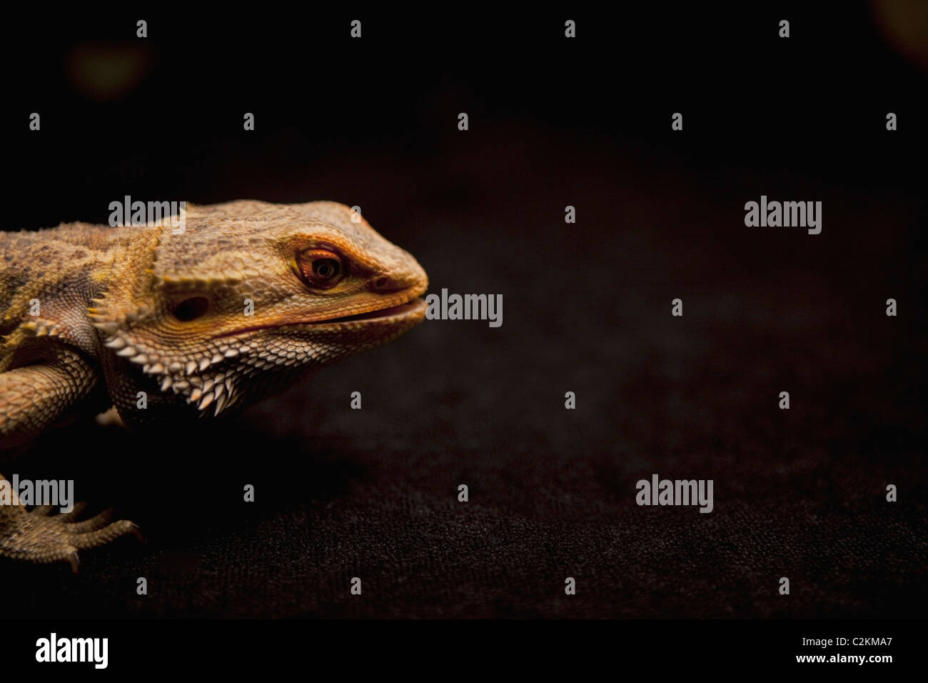 A Lizard Stock Photo