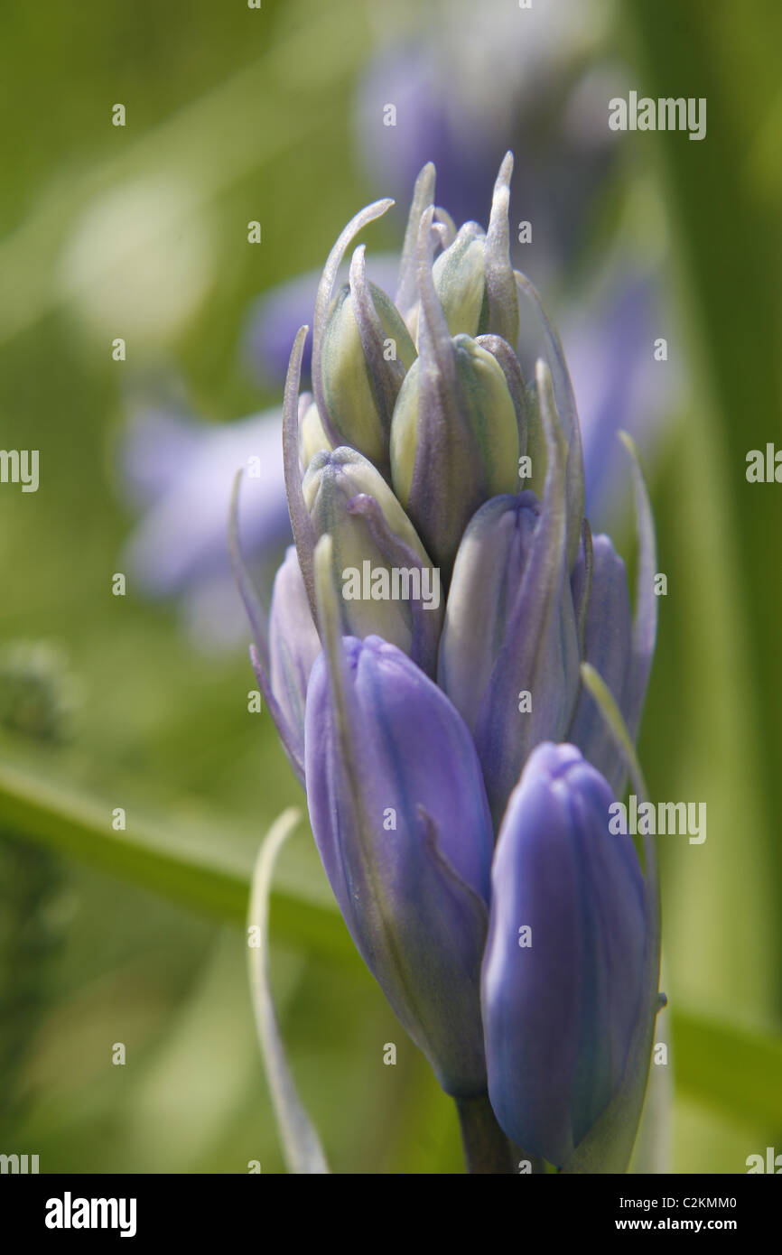 bluebell flower in field. Worksop, Notts, England Hyacinthoides nonscripta Stock Photo Alamy