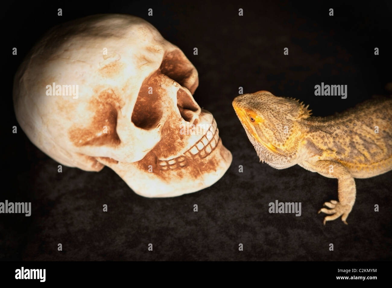 A Lizard Looking At A Human Skull Stock Photo