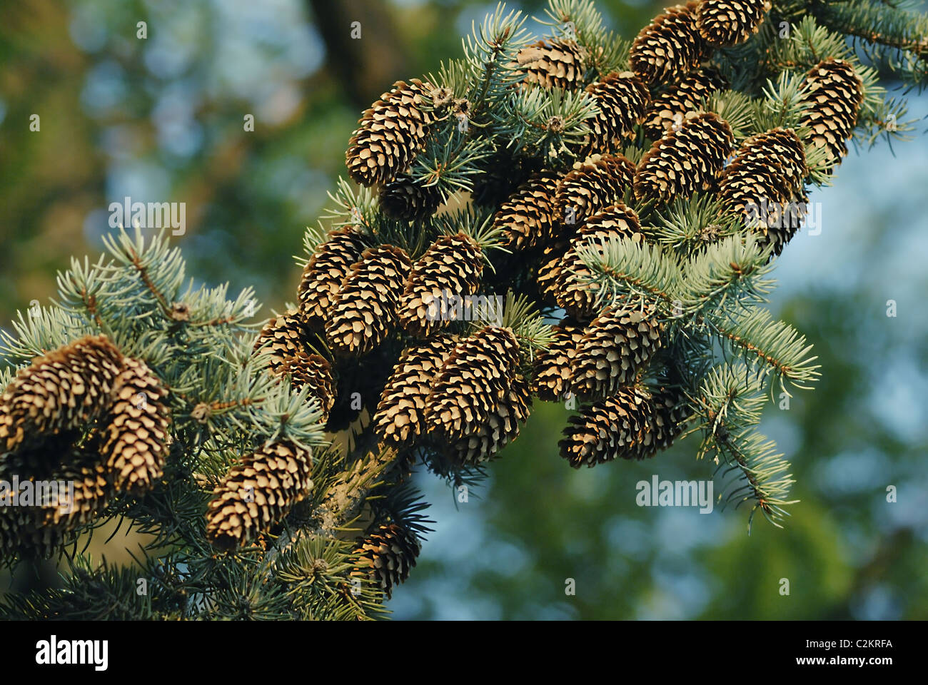 evergreen tree with cone. nature Stock Photo Alamy