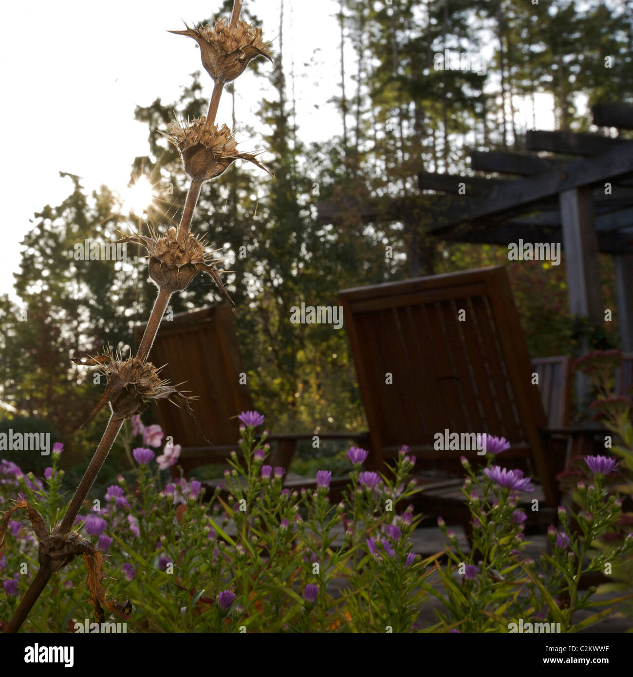 Morina persica (left); Aster xfrikartii 'Monch' Stock Photo