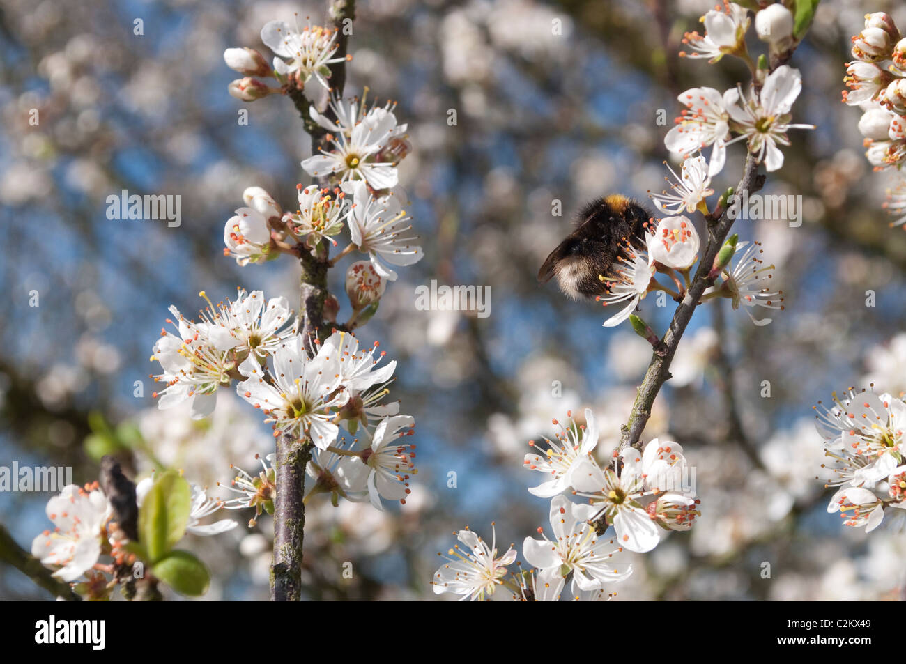 Bumble bee on blossom Stock Photo