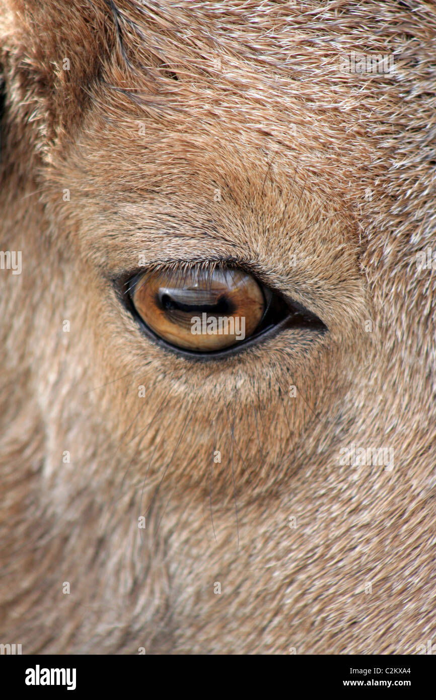 Antelope eye close up High Resolution Stock Photography and Images - Alamy