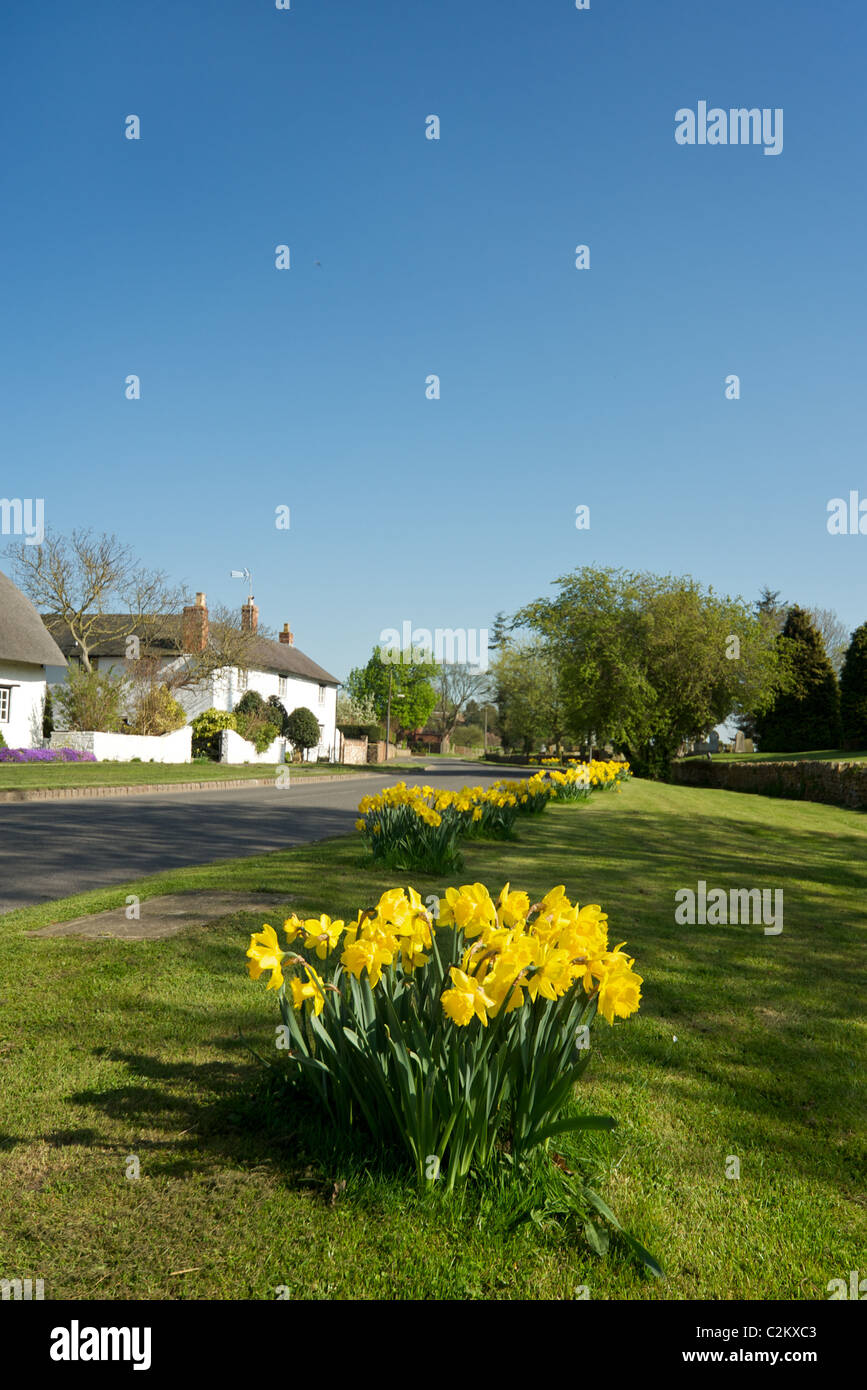 Daffodils growing by the road side in the small village of Lower