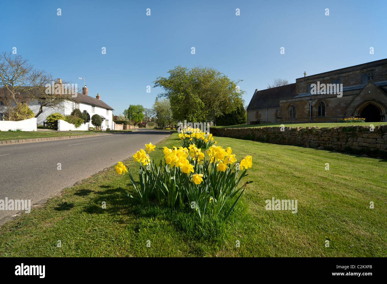 Daffodils growing by the road side in the small village of Lower Quinton, Warwickshire, England