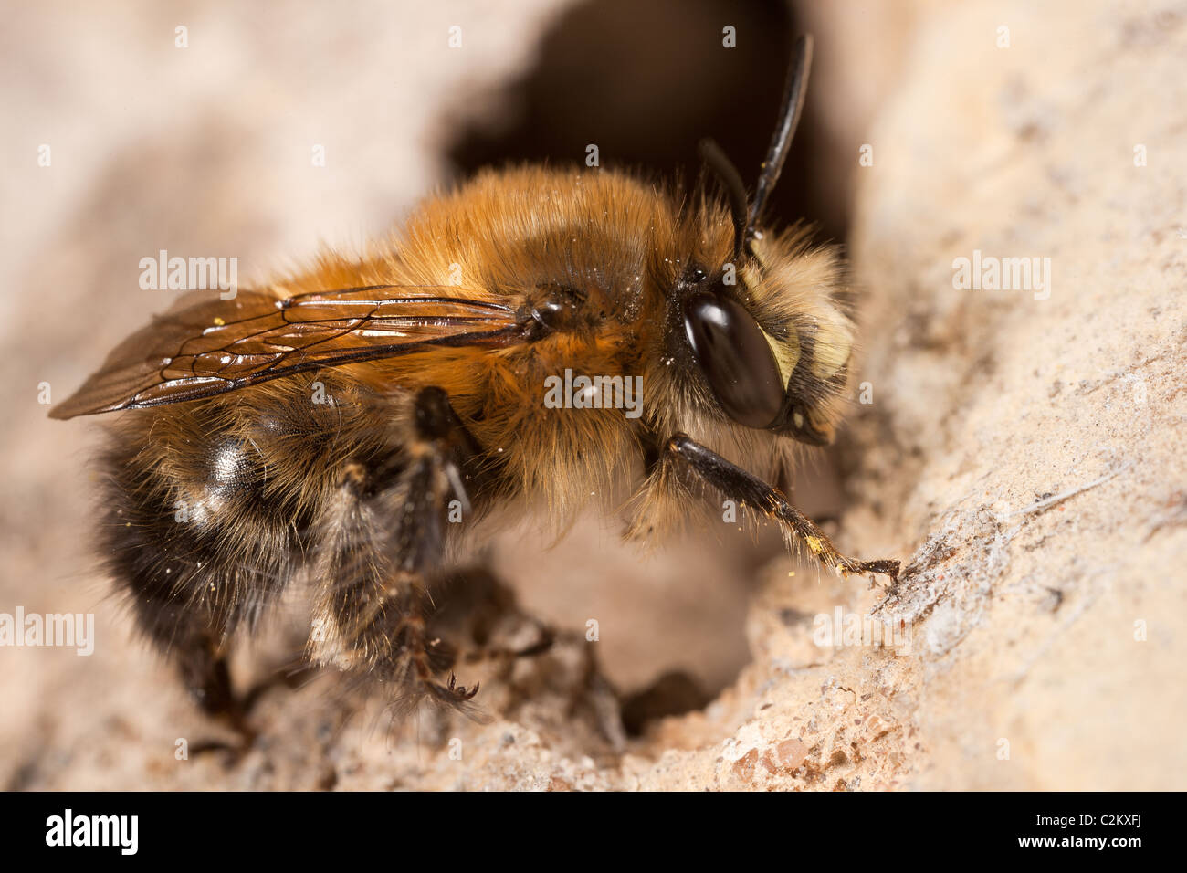 A HairyFooted Flower Bees male, waiting by a burrow Stock Photo Alamy
