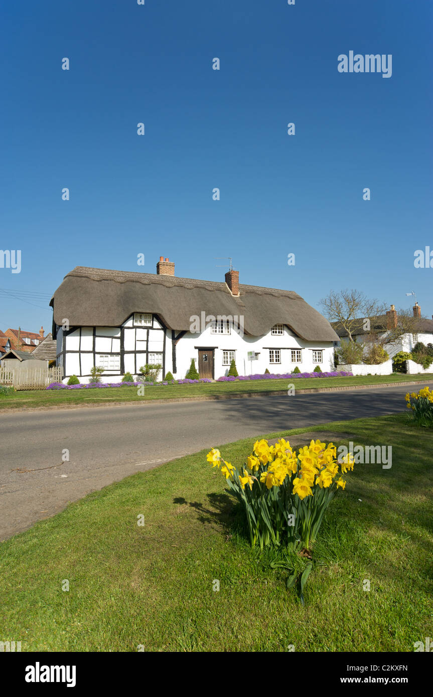 Daffodils growing by the road side in the small village of Lower