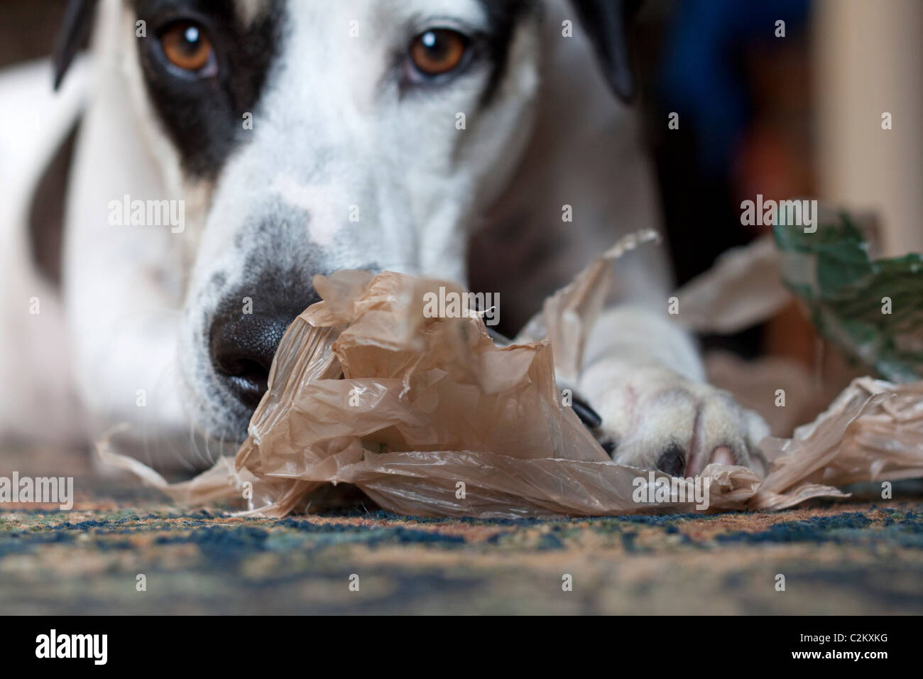 Dalmatian Pointer cross with chewedup plastic bag Stock Photo Alamy