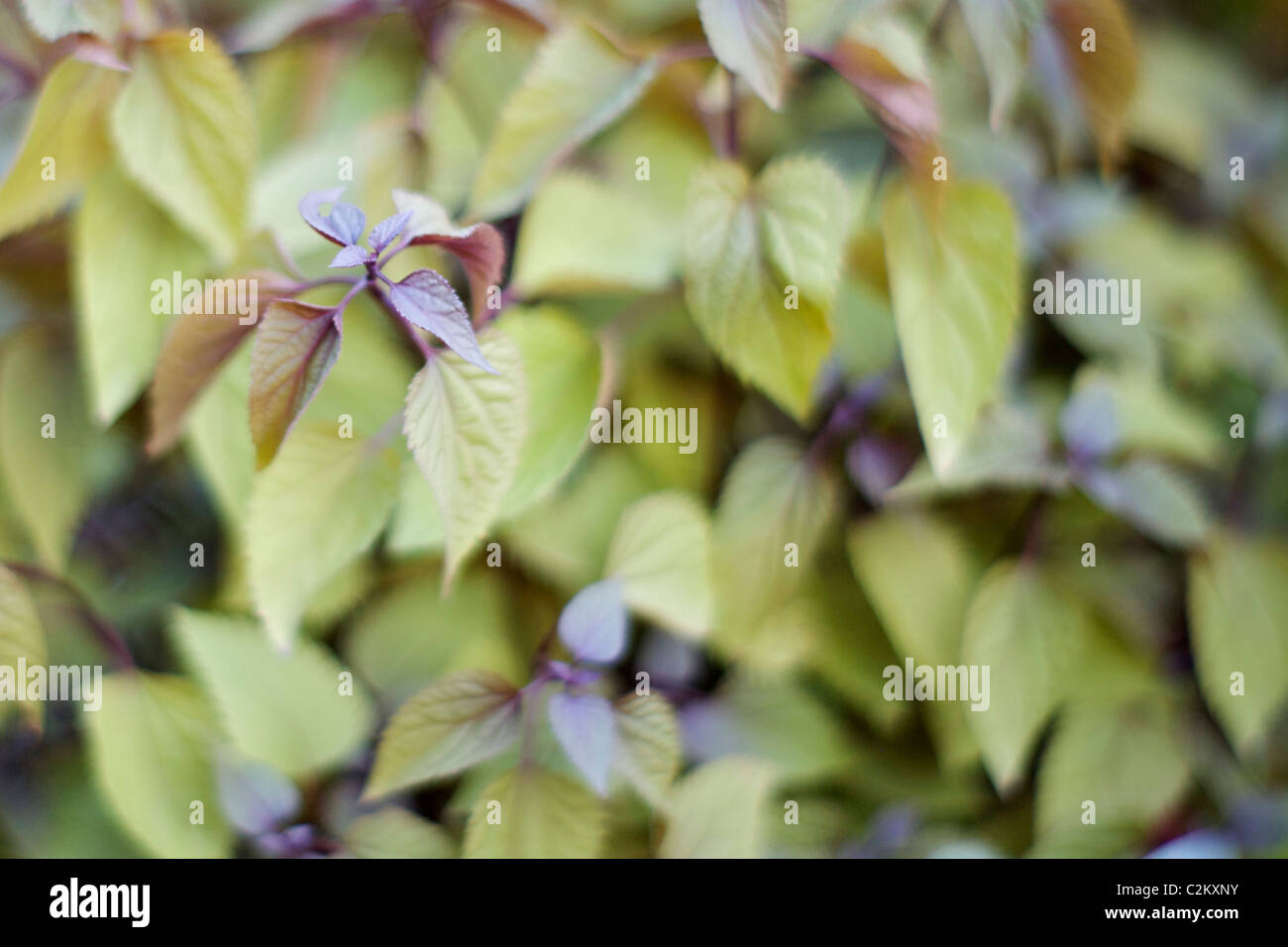 Campanula punctata 'Cherry Bells' leaves Stock Photo