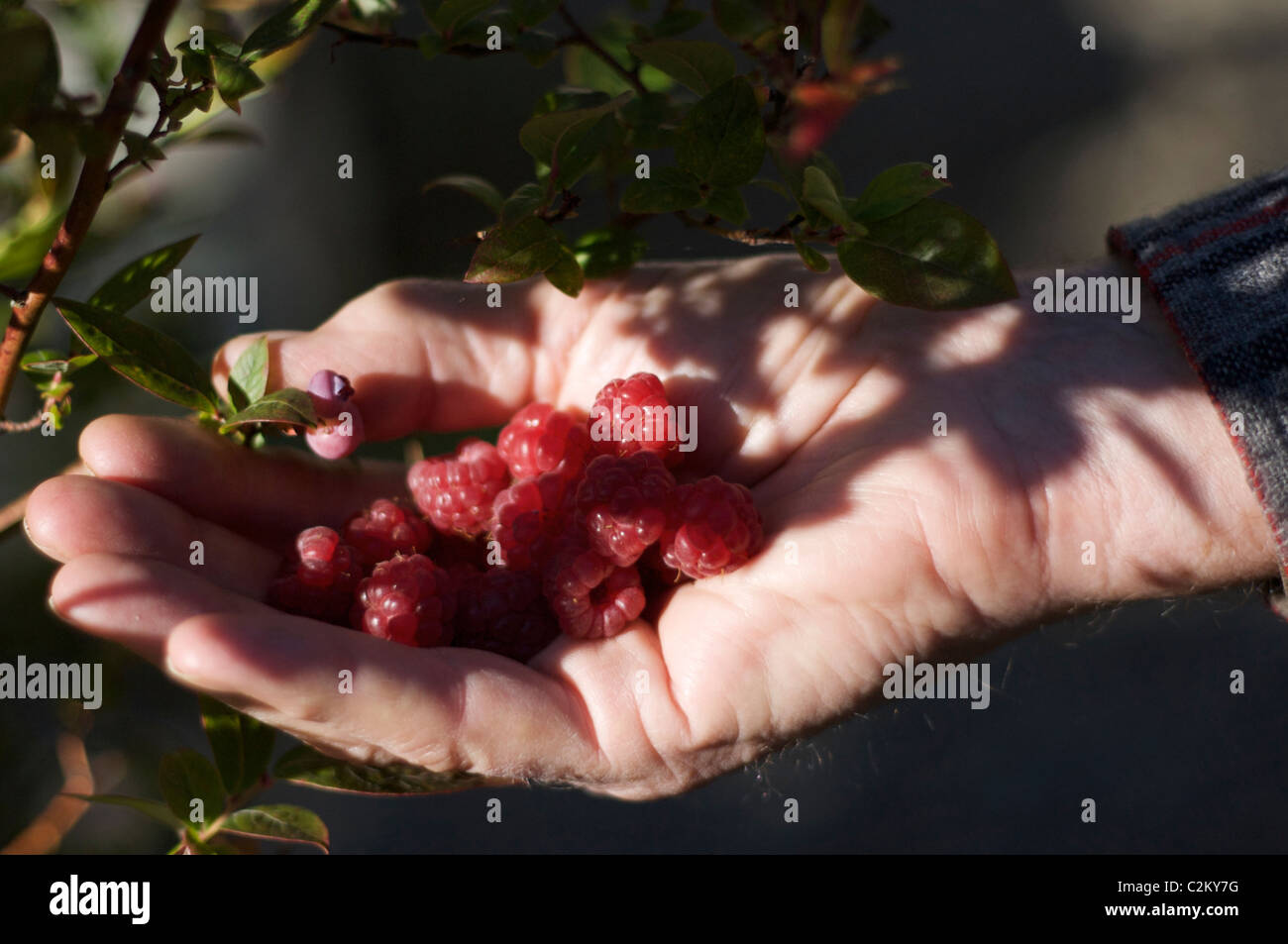 Rubus 'Autumn Bliss' Raspberry fruits Stock Photo