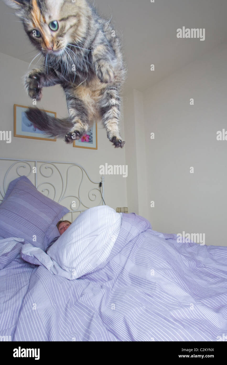 Flying cat in the bedroom. Stock Photo
