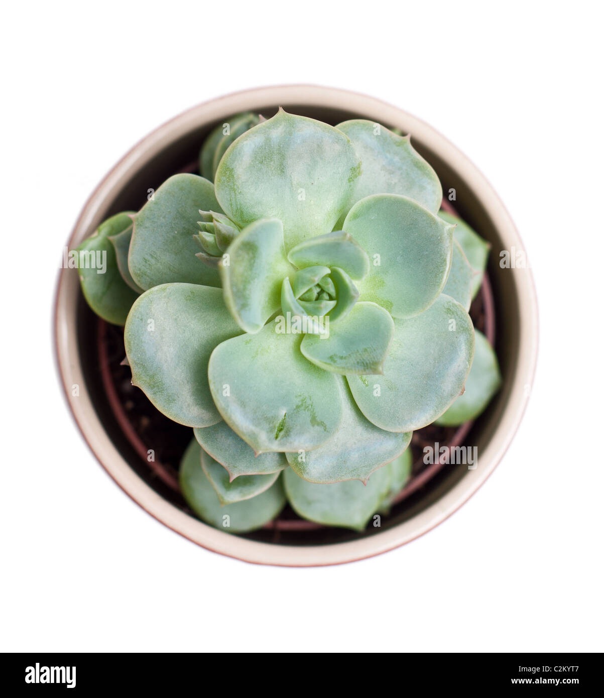 echeveria plant in a pot Stock Photo