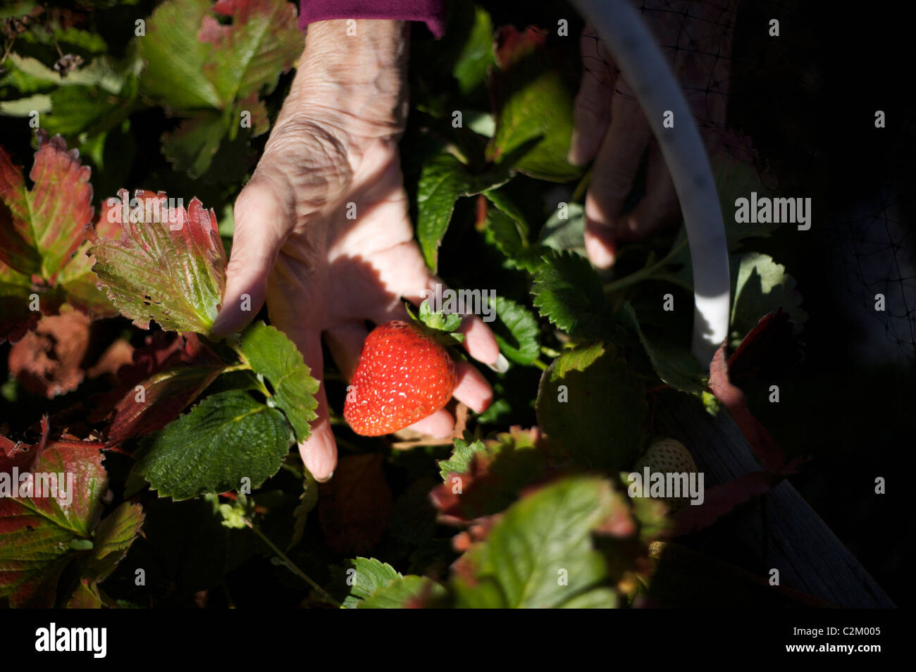 Fragaria hybrid Strawberry fruit ?F. xananassa 'Nanoose' Stock Photo