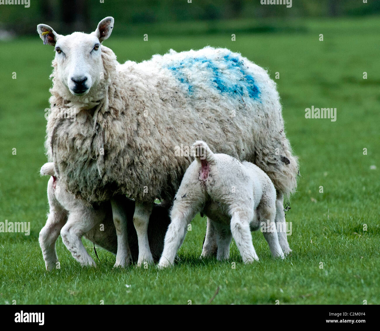 Weaned sheep hires stock photography and images Alamy