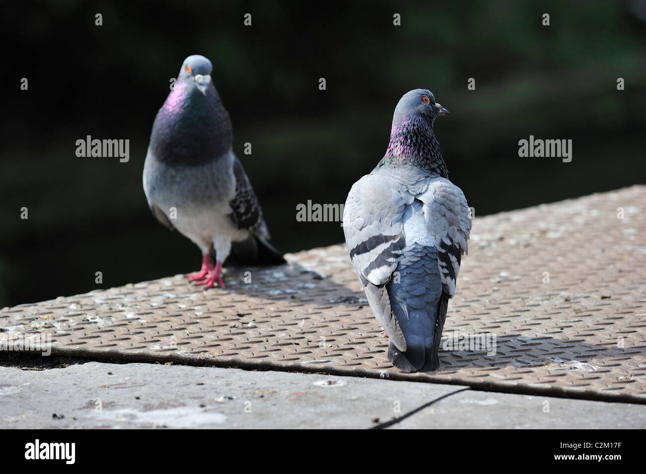 Feral pigeons / Rock doves (Columba livia) on quay along canal in city, Belgium Stock Photo