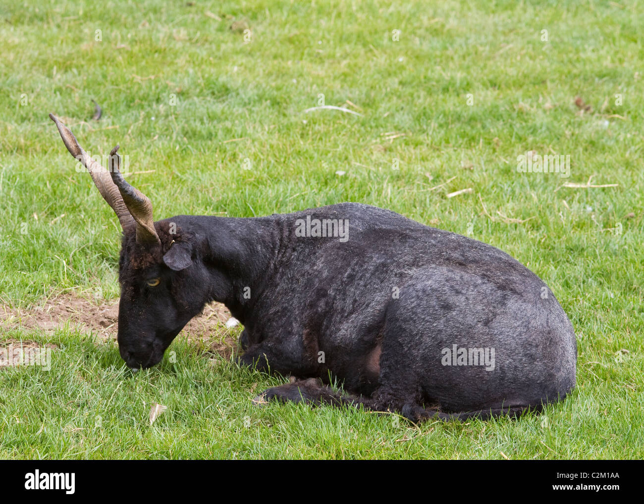 Goat Closeup laying on the grass feeding Stock Photo