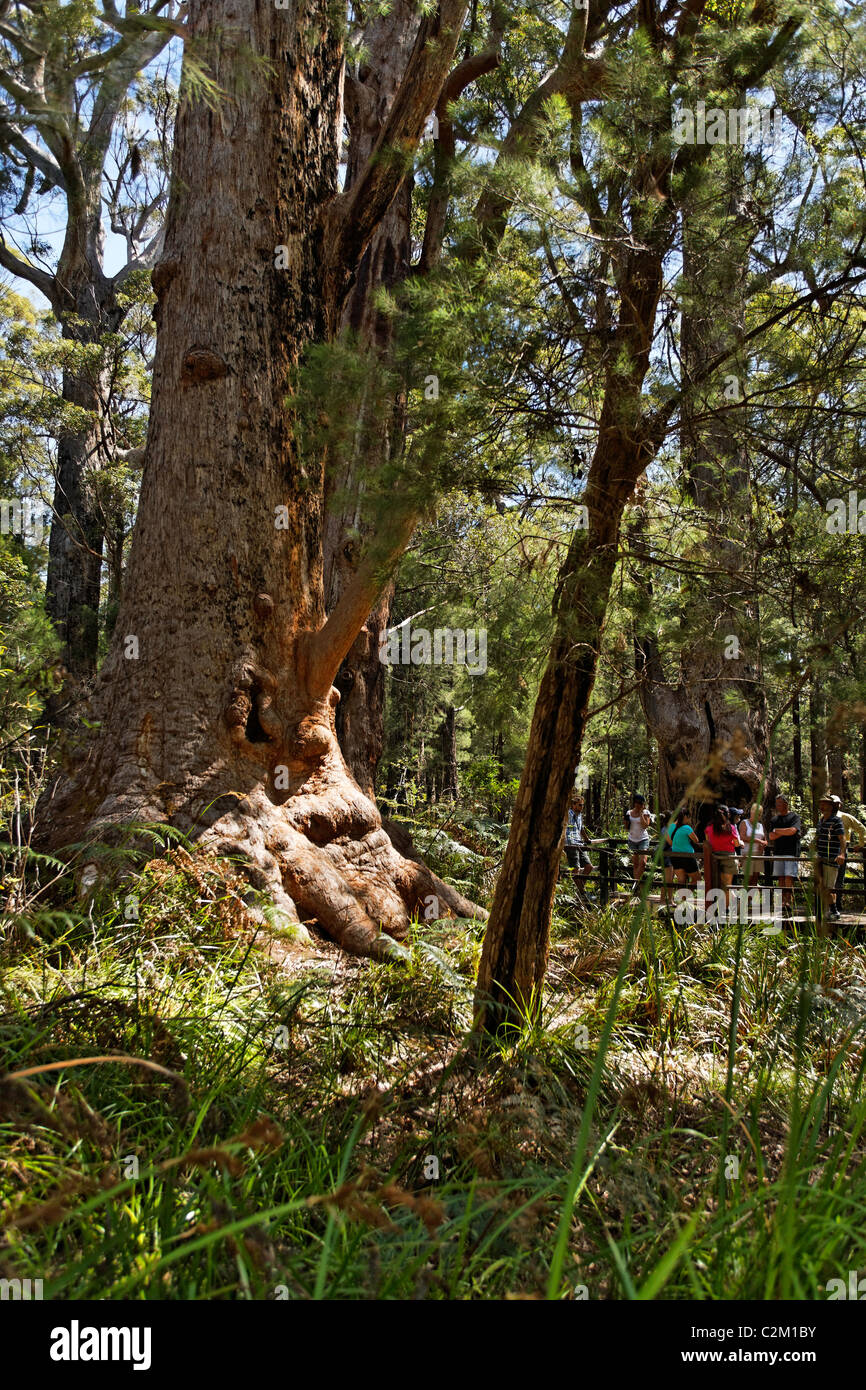 Group of tourists and a Red Tingle Tree ( Eucalyptus jacksonii ...