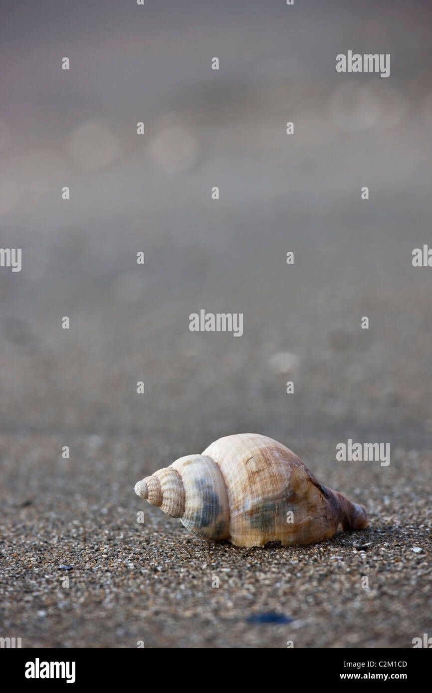 A Conch Shell Stock Photo