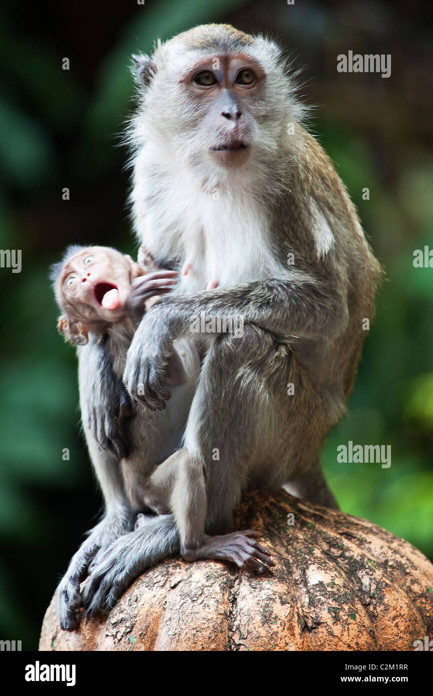 Monkey Making Funny Faces Stock Photo