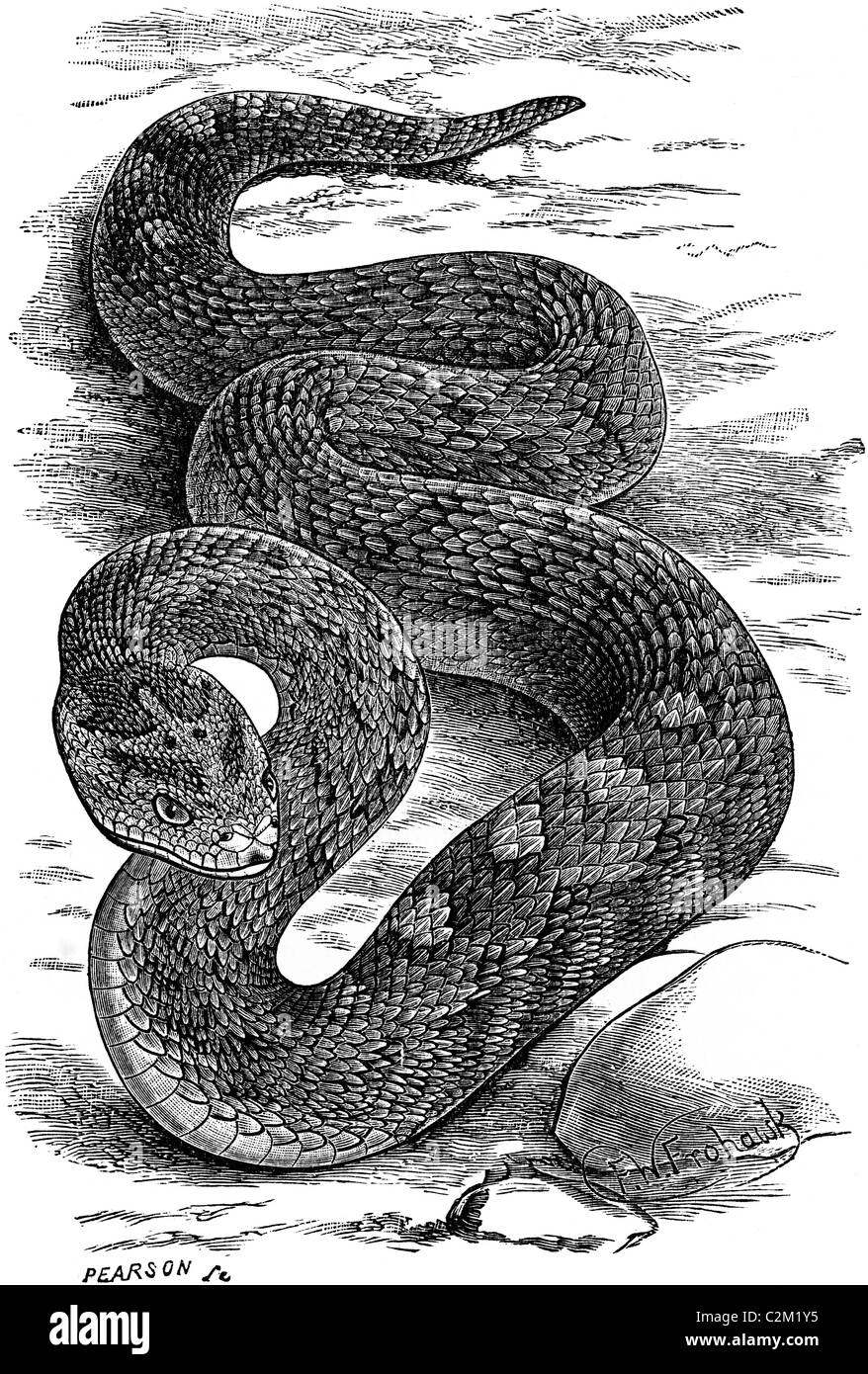19th Century book illustration, taken from 9th edition (1875) of Encyclopaedia Britannica, of saw-scaled viper Stock Photo