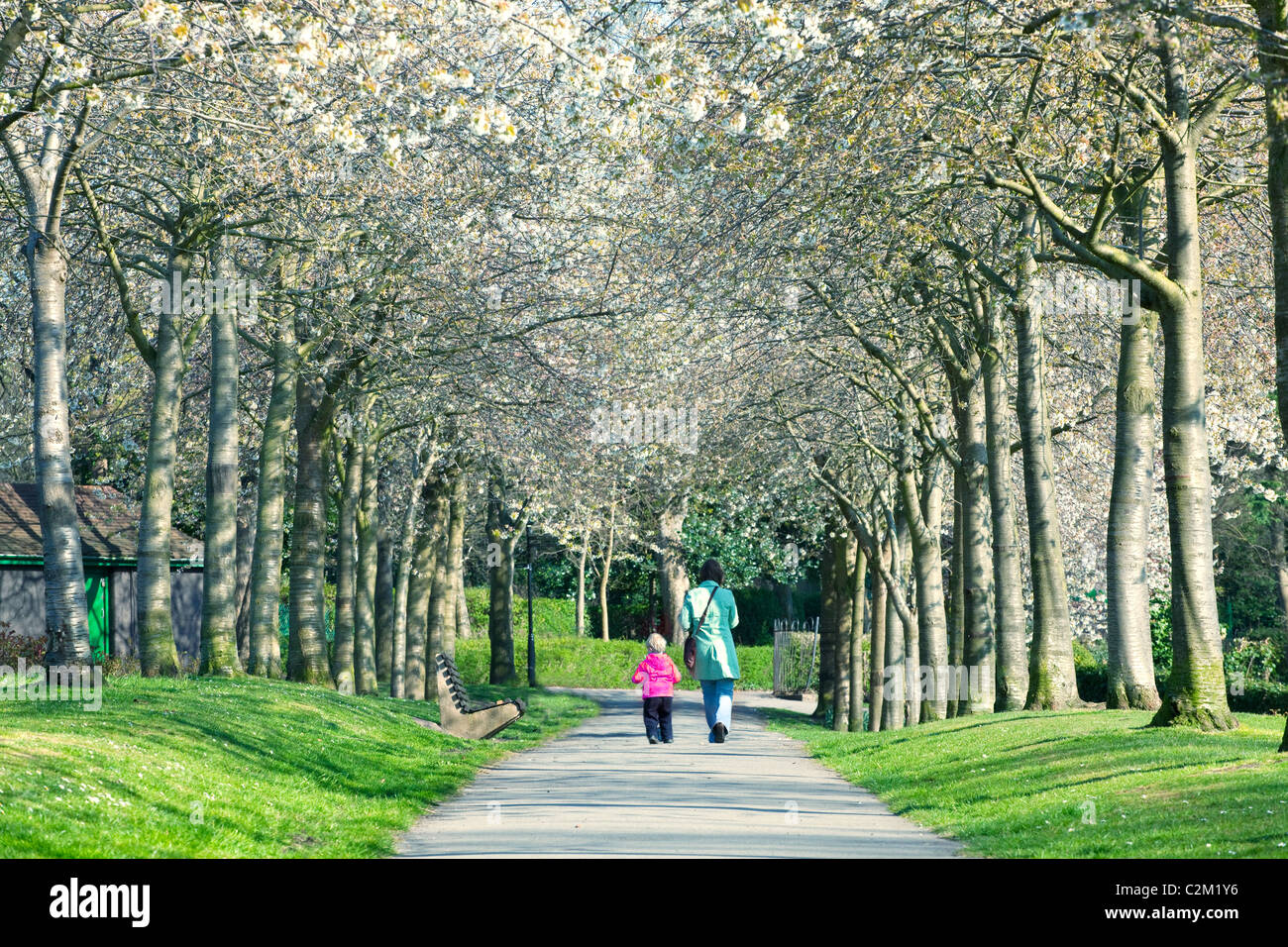 Woman and child walking through an avenue of blossom covered trees in Ashton Park, West Kirby, Wirral, England Stock Photo