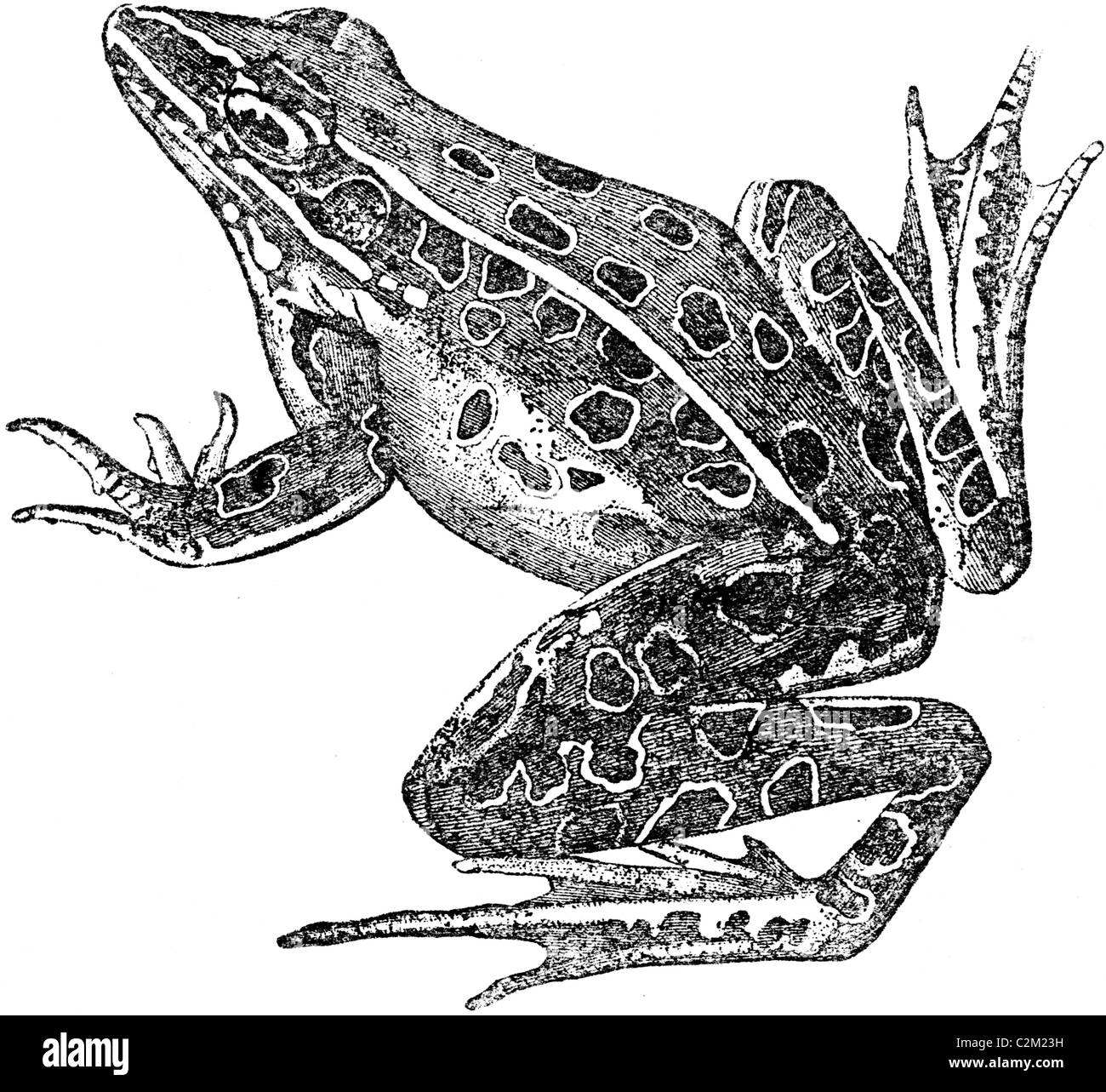 Pencil Drawing Of A Frog