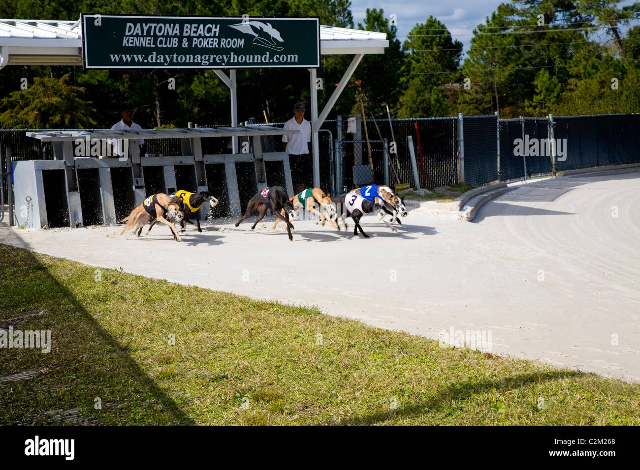 Daytona Beach Kennel Club offers greyhound racing action and a ...