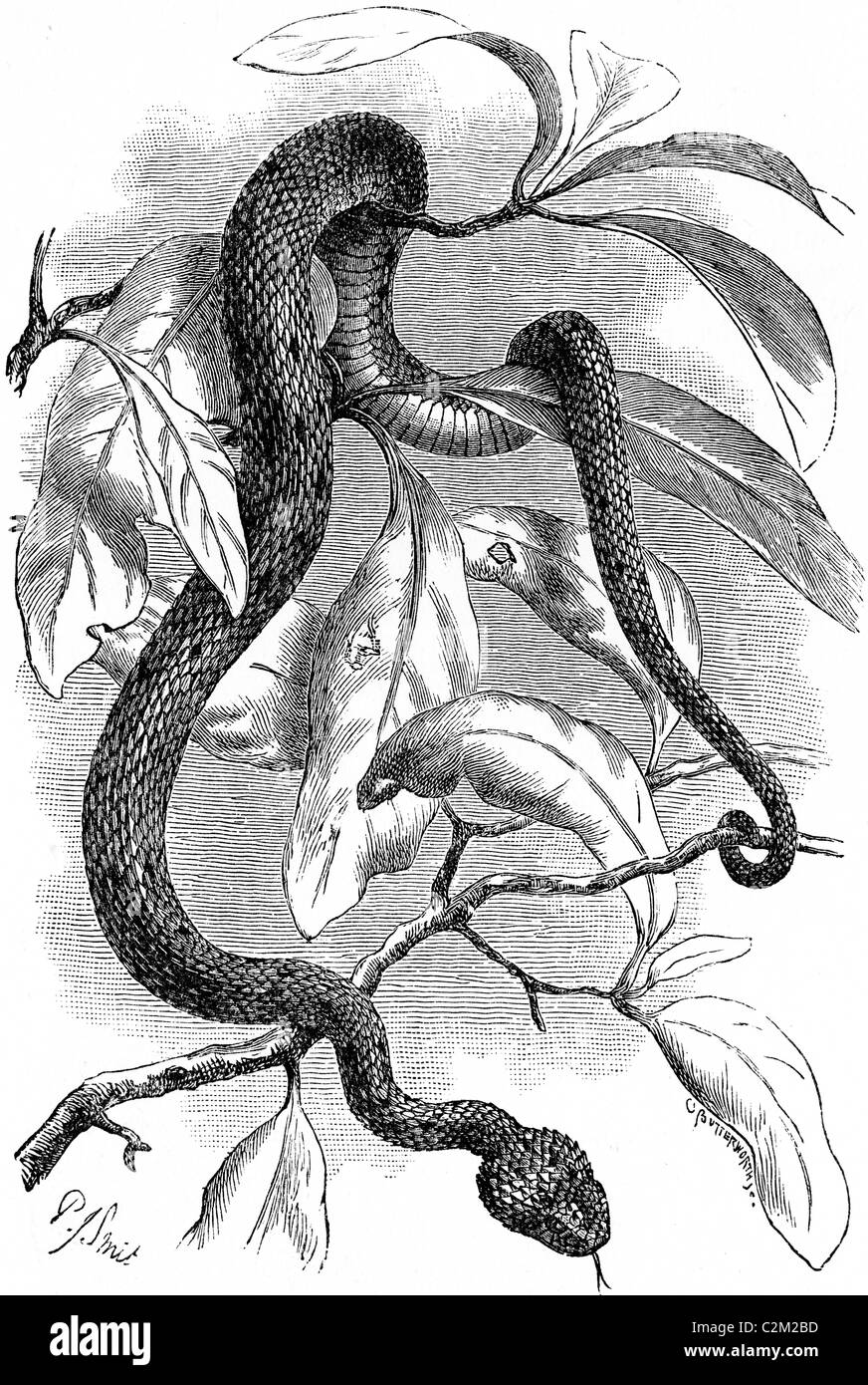 19th Century book illustration, taken from 9th edition (1875) of Encyclopaedia Britannica, of Atheris squamigera Stock Photo