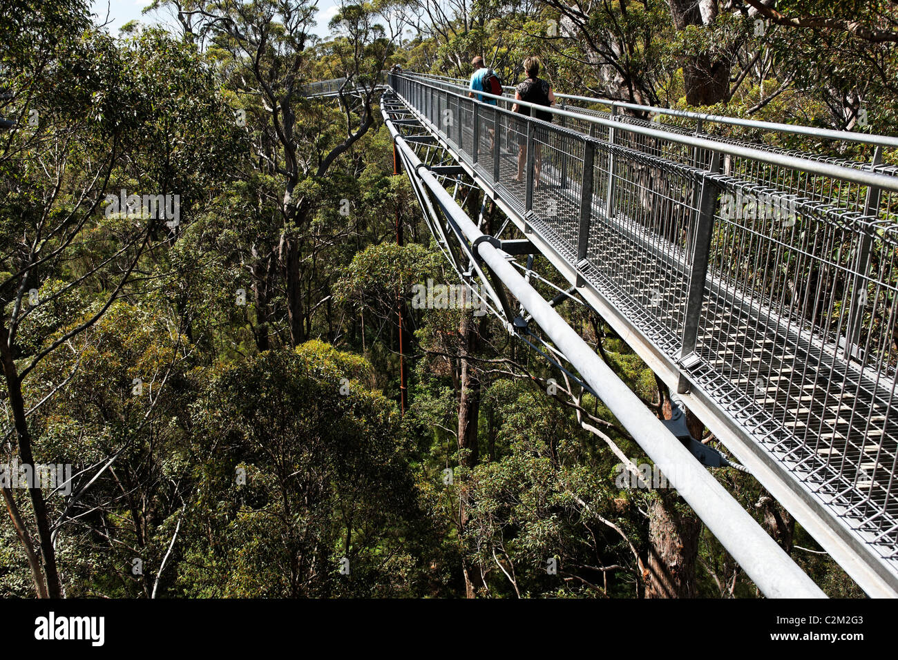 valley of the giants treetop walk