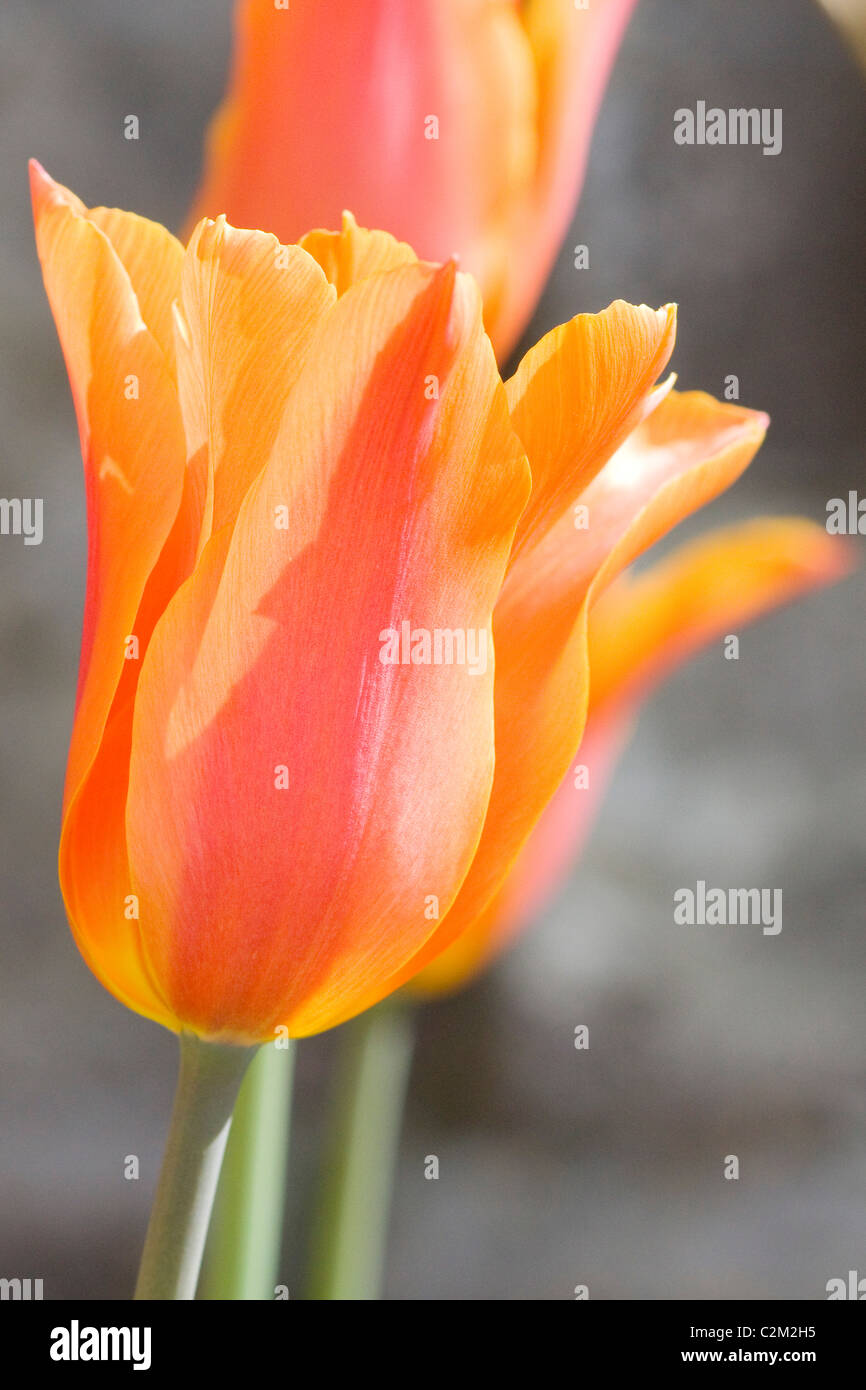 Tulips Tulipa Stock Photo