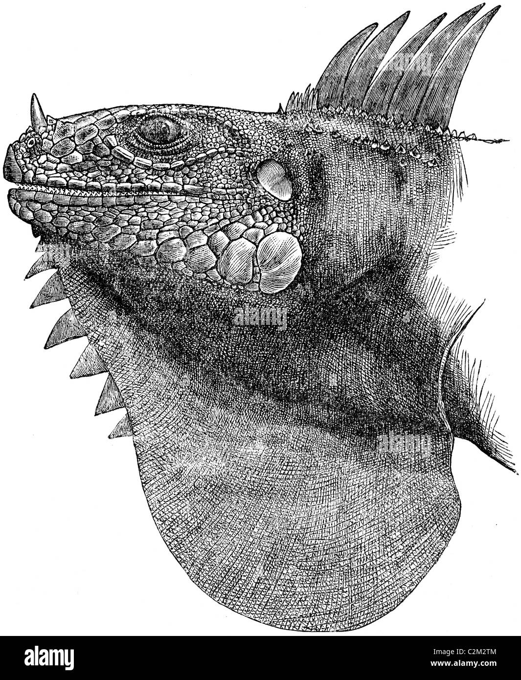 19th Century book illustration, taken from 9th edition (1875) of Encyclopaedia Britannica, of Head of Leguan (Iguana Rhinolophus Stock Photo