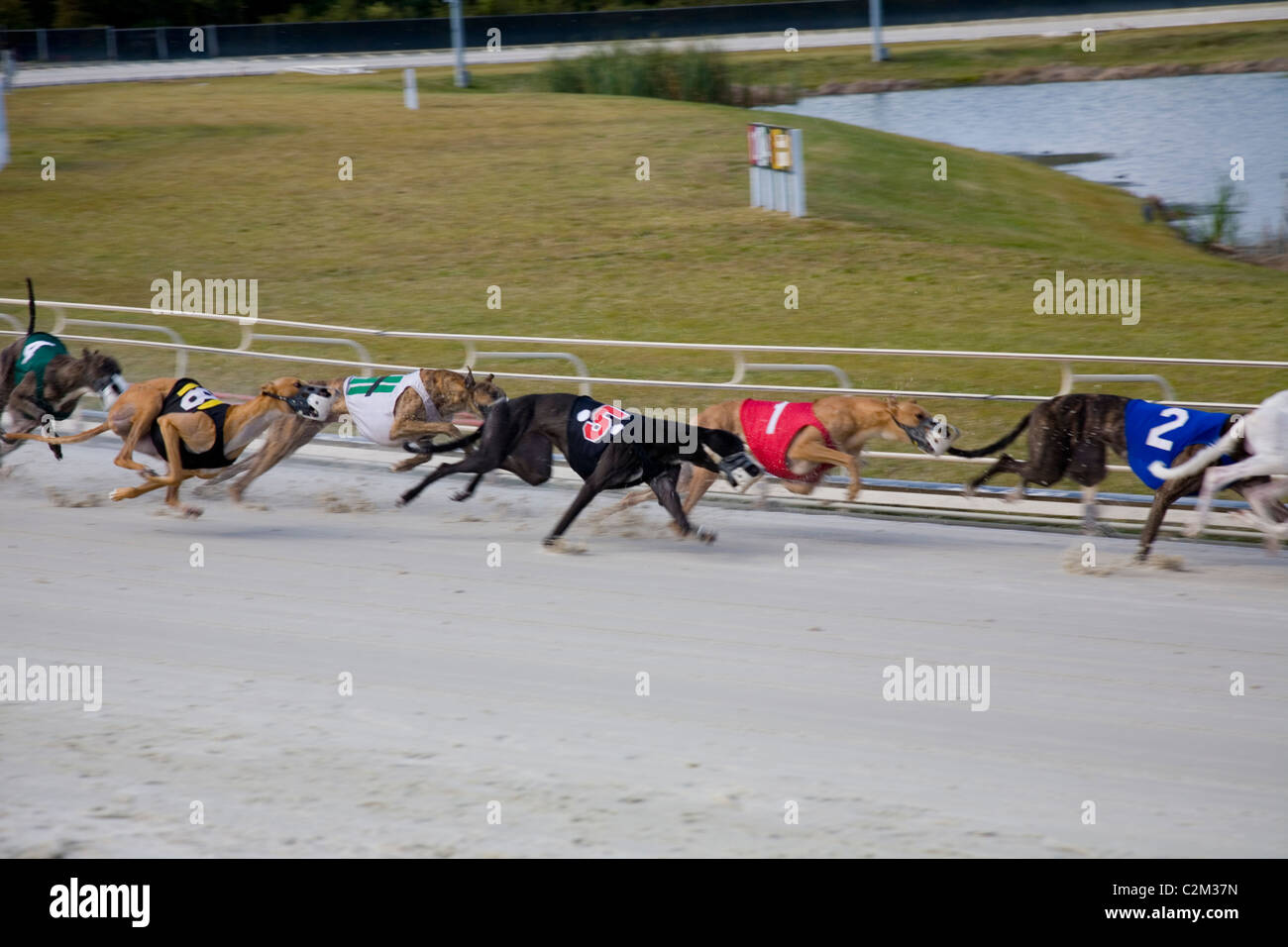 Daytona Beach Kennel Club offers greyhound racing action and a Poker Room,  all in a luxurious setting in Daytona Beach, FL Stock Photo - Alamy