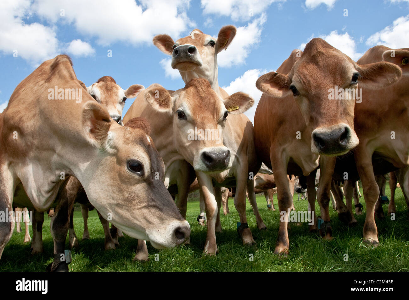 Jersey breed of dairy cows hires stock photography and images Alamy