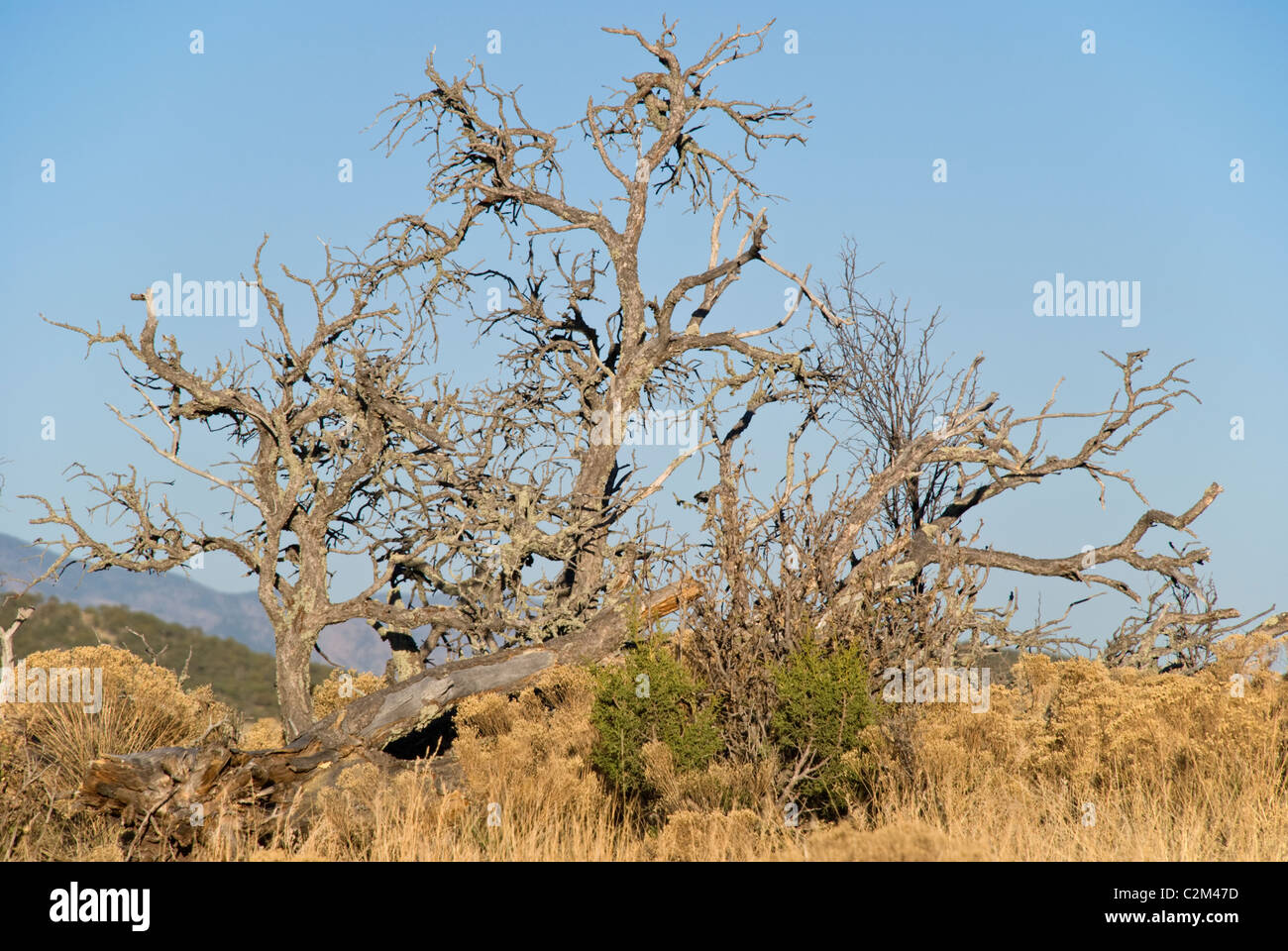 The evening sun casts bright light on dry vegetation in southern New Mexico. Stock Photo