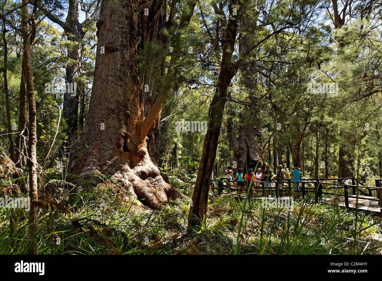 Group of tourists and a Red Tingle Tree ( Eucalyptus jacksonii ), Walpole-Nornalup National Park, Southwest Australia Stock Photo