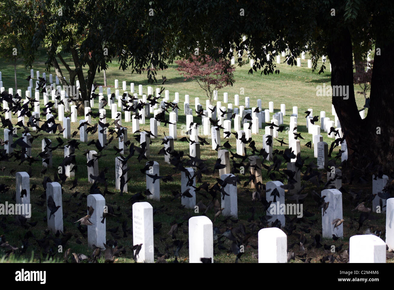BIRDS AMONGST HEADSTONES ARLINGTON NATIONAL CEMETERY USA 12 October
