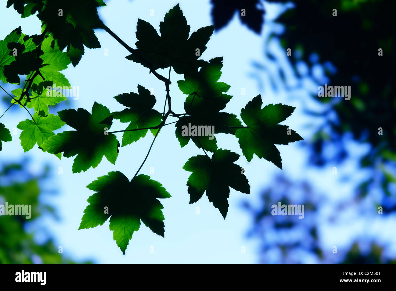 Green maple leaves Stock Photo - Alamy