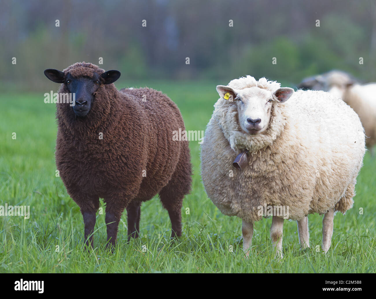 Black Sheep Of Herd High Resolution Stock Photography and Images Alamy