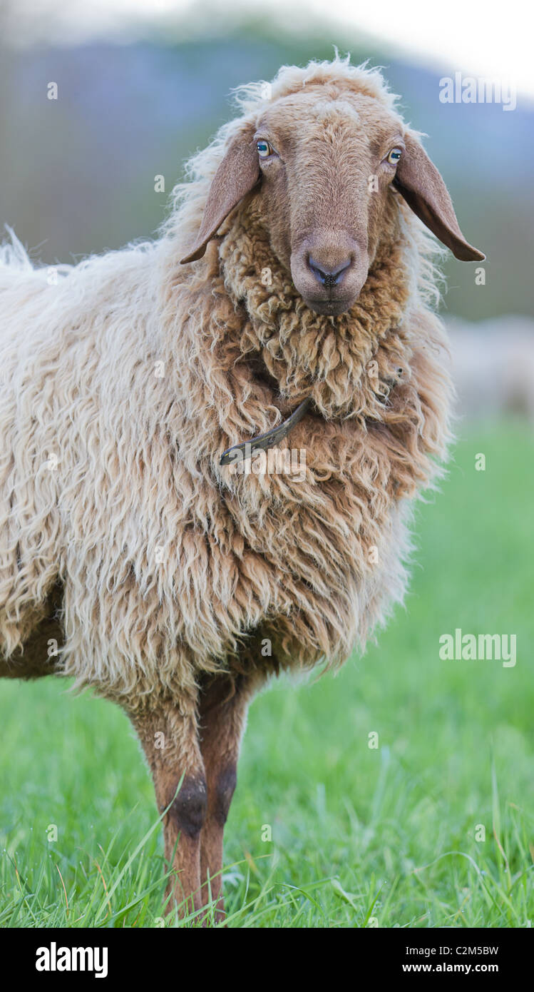gray long haired sheep portrait on pasture Stock Photo - Alamy